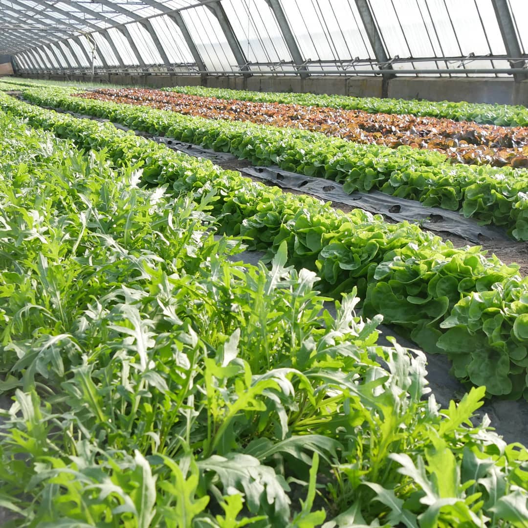 Mehr über den Artikel erfahren Führungen durch die Gärtnerei von Erich Gahr