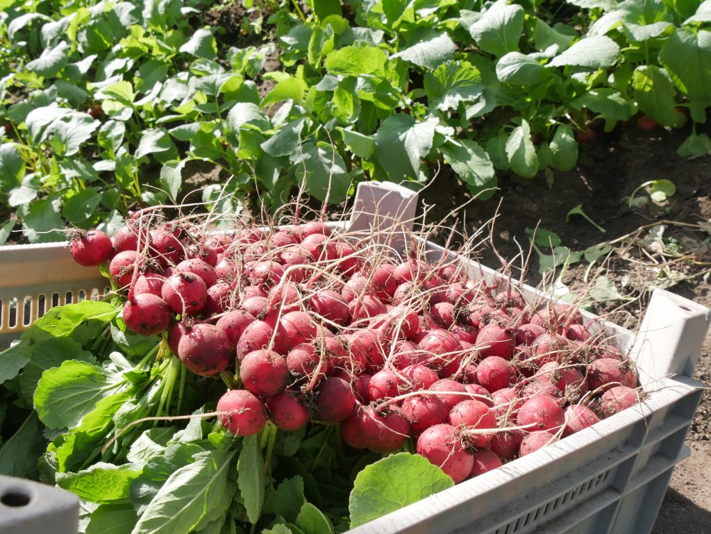 Radieschen-Ernte
