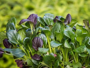 Mehr über den Artikel erfahren Spinat  – Spinacia oleracea: Der Geschmack von Grün