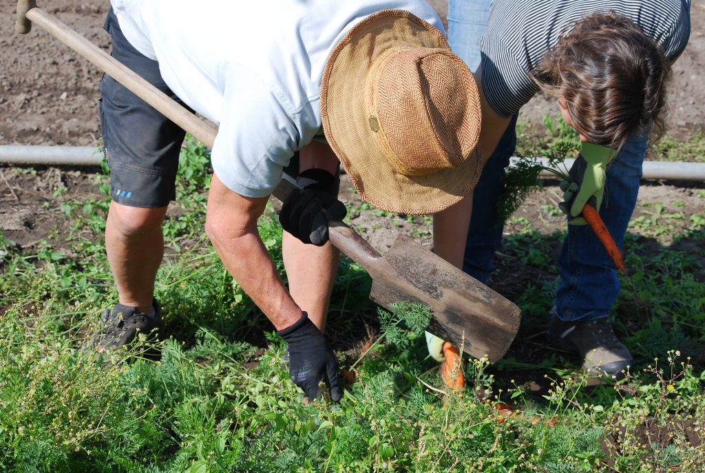 Erich Gahr bei der Ernte
