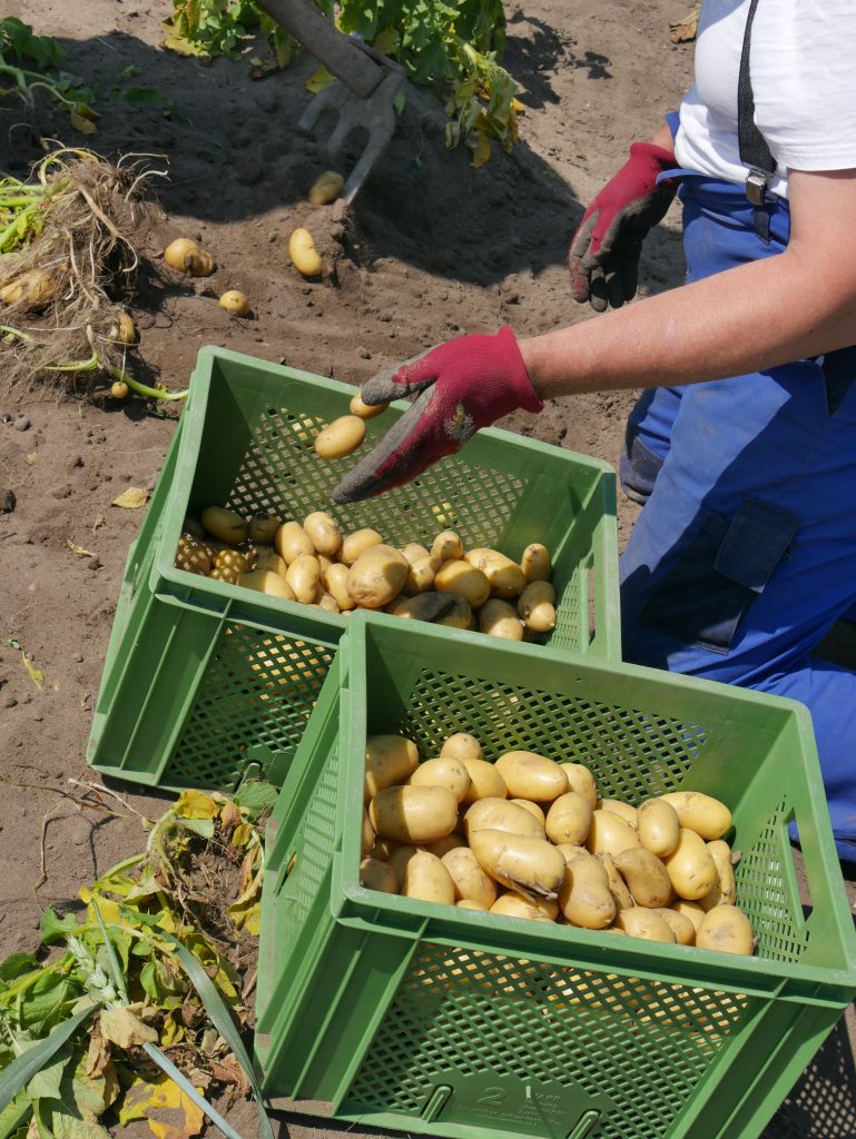 Bei der Kartoffelernte