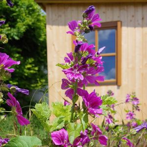 Mehr über den Artikel erfahren Wir bauen einen Hühnerstall