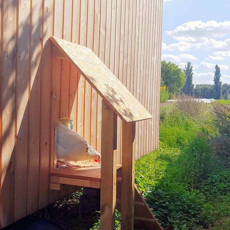 Mehr über den Artikel erfahren Premiere im Hühnerstall: Der erste Ausflug nach draußen