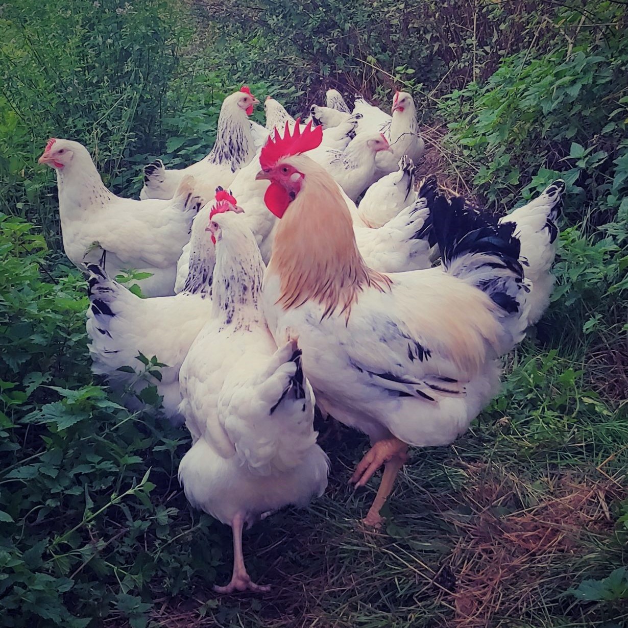 Mehr über den Artikel erfahren Der Hahn macht die Hühnerherde komplett