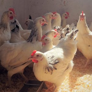 Mehr über den Artikel erfahren Unsere Hühner sind da!