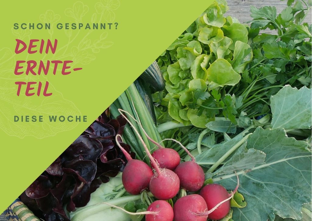 Fotocollage "Dein Ernteteil diese Woche"