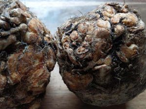 Mehr über den Artikel erfahren Knollensellerie  – Apium graveolens var. rapaceum: Klar kann man den roh essen