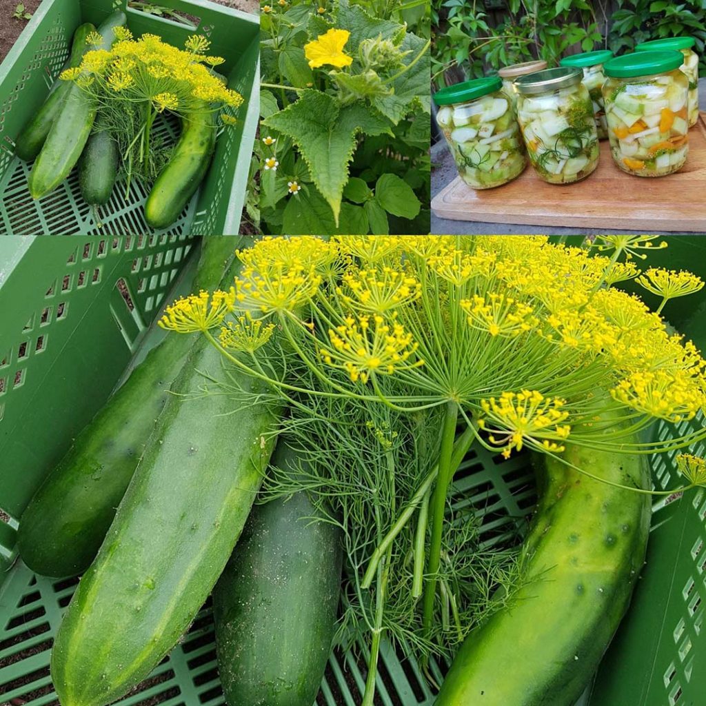 Fotocollage: Dillgurken, gelb blühender Dill und Gläser mit eingemachte Gurken