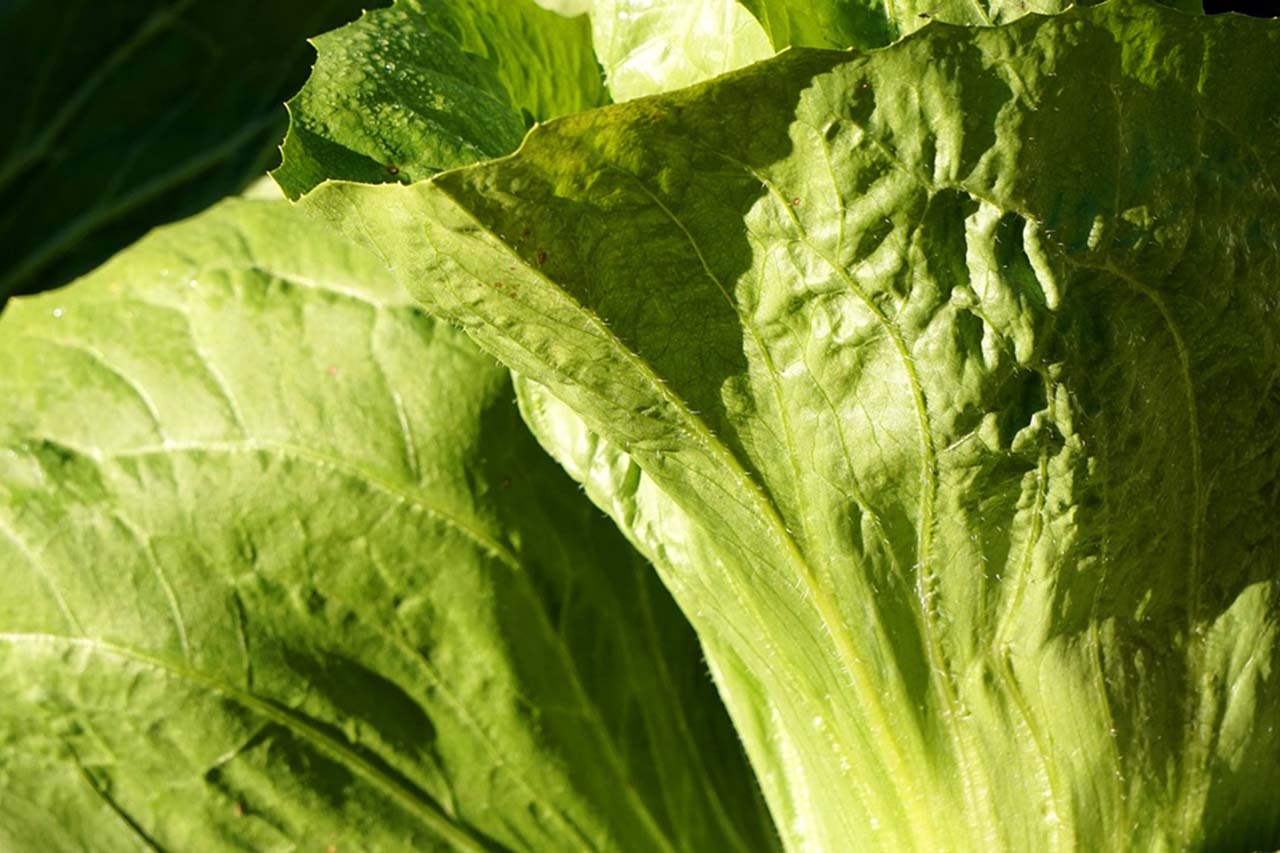 Mehr über den Artikel erfahren Zuckerhut Gemüsebeilage