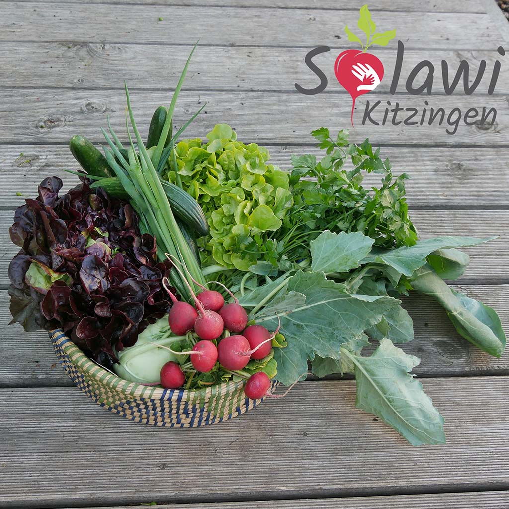 Körbchen gefüllt mit frischem Gemüse: Kopfsalate, Gurken, Radieschen, Kolhrabi und Petersilie