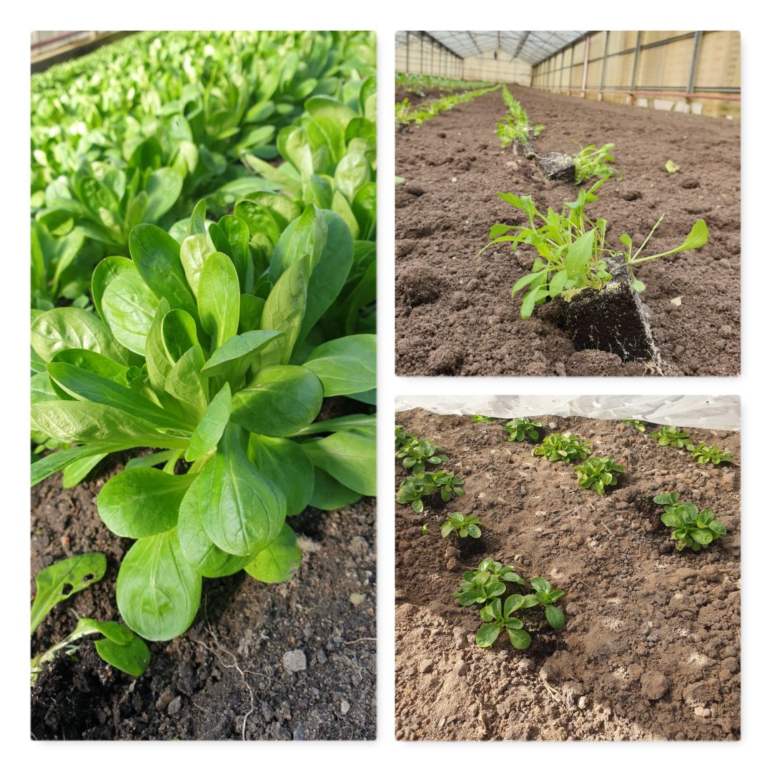 Mehr über den Artikel erfahren Neues vom Acker – Frische Vitamine für die Ernteteiler!