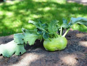 Mehr über den Artikel erfahren Brassica oleracea var. gongylodes:  Der Kohlrabi-Stick als Geheimwaffe