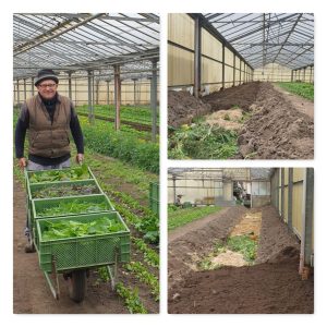 Mehr über den Artikel erfahren Zu Ostern gibt`s die ersten Salatköpfe!