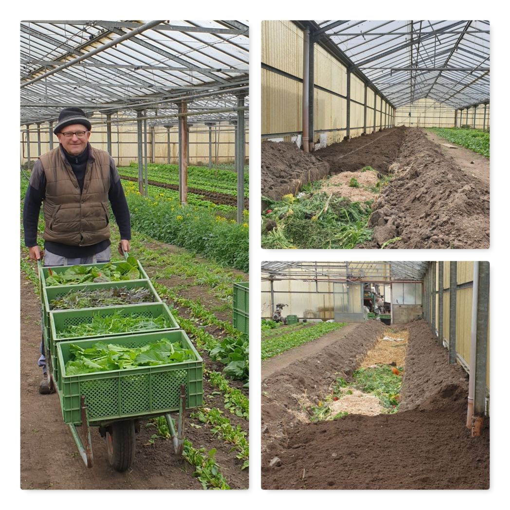 Mehr über den Artikel erfahren Zu Ostern gibt`s die ersten Salatköpfe!