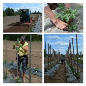 Mehr über den Artikel erfahren Grüne Zebras am Depot gesichtet!