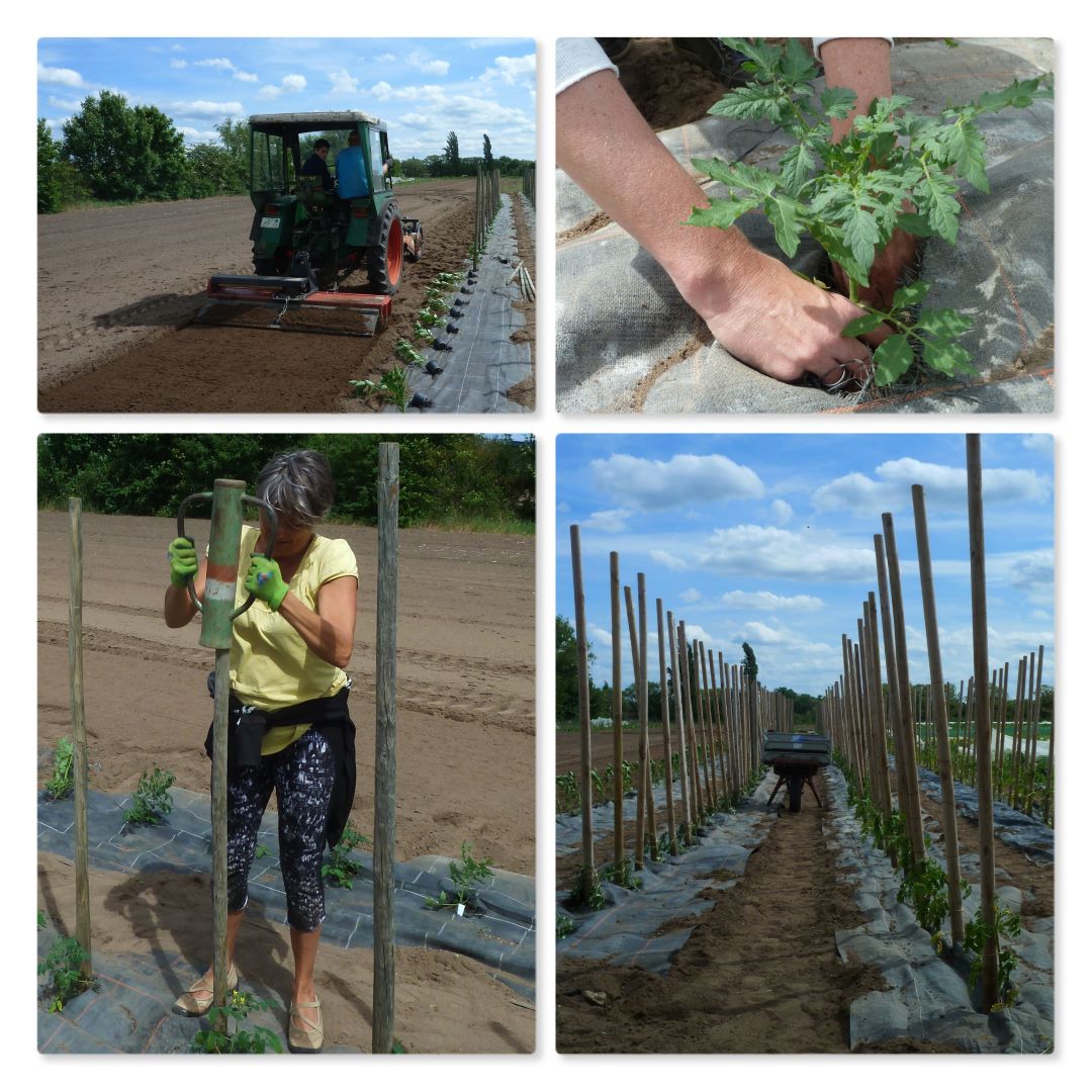 Mehr über den Artikel erfahren Grüne Zebras am Depot gesichtet!
