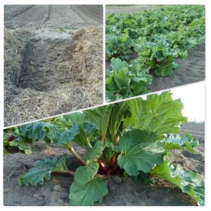 Mehr über den Artikel erfahren Sauer macht lustig – der erste Rhabarber ist da!