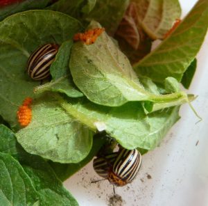 Mehr über den Artikel erfahren Allseits „beliebte“ Kartoffeln