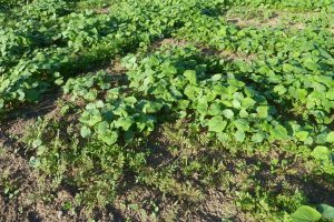 Mehr über den Artikel erfahren Die Solawi und aktuelle Energiefragen