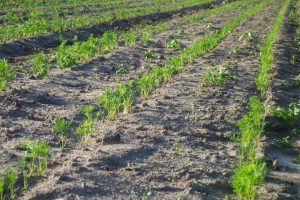 Mehr über den Artikel erfahren „Feuer frei“ für die Karotten