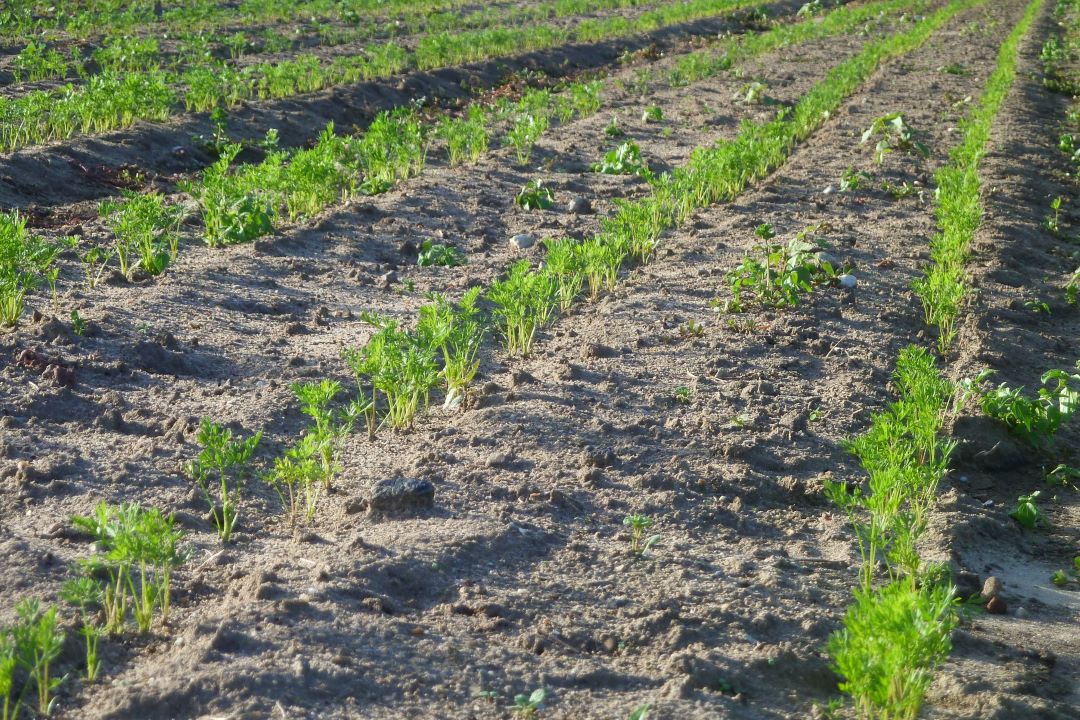 Mehr über den Artikel erfahren „Feuer frei“ für die Karotten