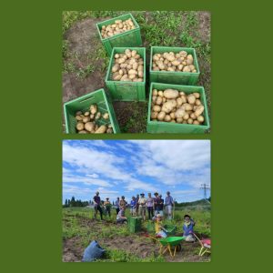 Mehr über den Artikel erfahren „Goldgräberstimmung“ am Kartoffelacker￼