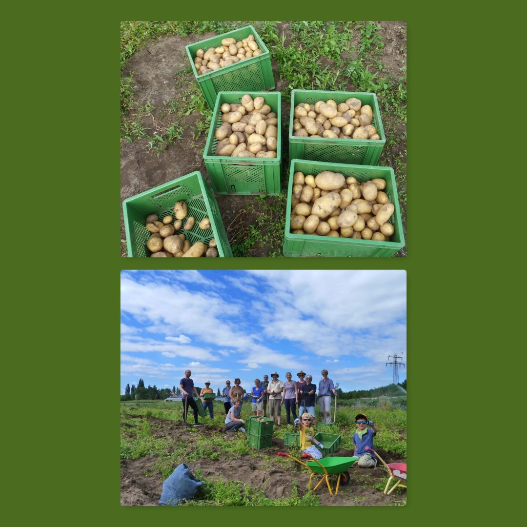Mehr über den Artikel erfahren „Goldgräberstimmung“ am Kartoffelacker￼