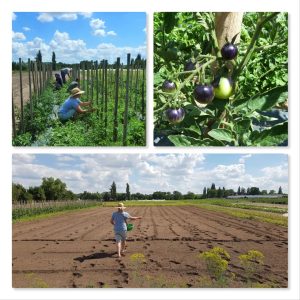 Mehr über den Artikel erfahren Acker- & Wiesenworkout beim Solawi-Depot