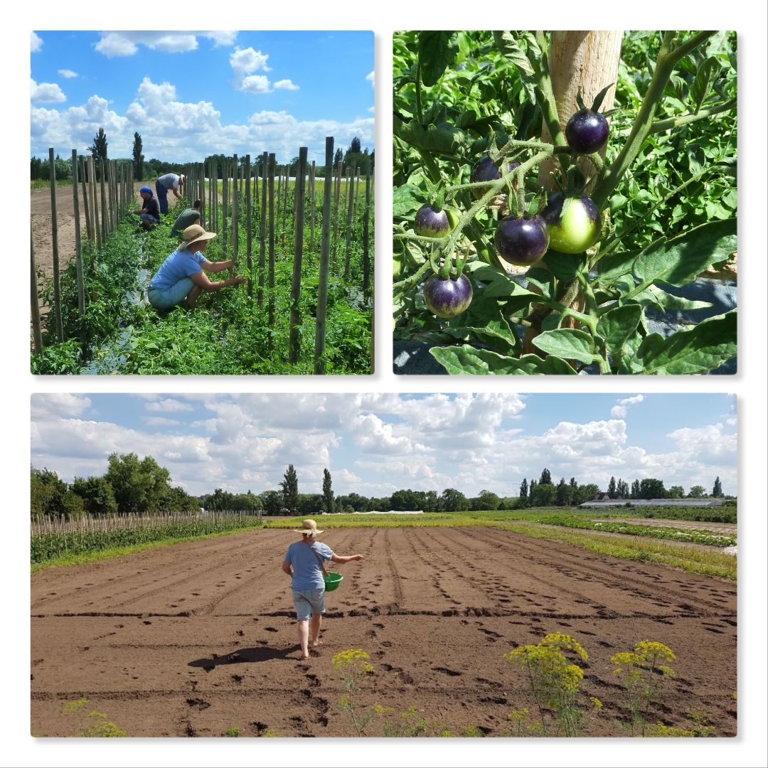 Mehr über den Artikel erfahren Acker- & Wiesenworkout beim Solawi-Depot