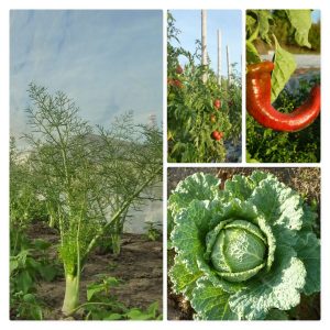 Mehr über den Artikel erfahren Sommerimpressionen vom Acker￼