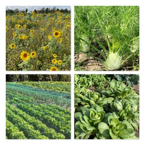 Mehr über den Artikel erfahren Nicht nur ein Augenschmaus!