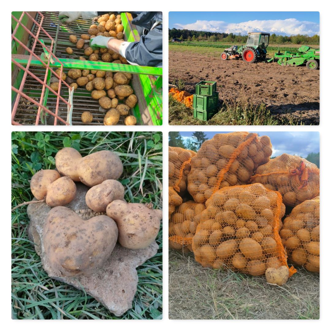 Du betrachtest gerade Kartoffelliebe