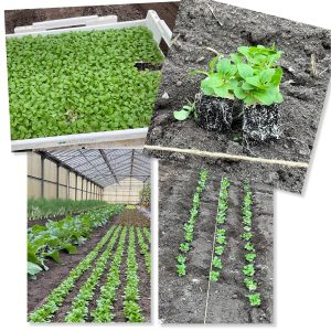 Mehr über den Artikel erfahren Vorarbeiten für Weihnachten!￼