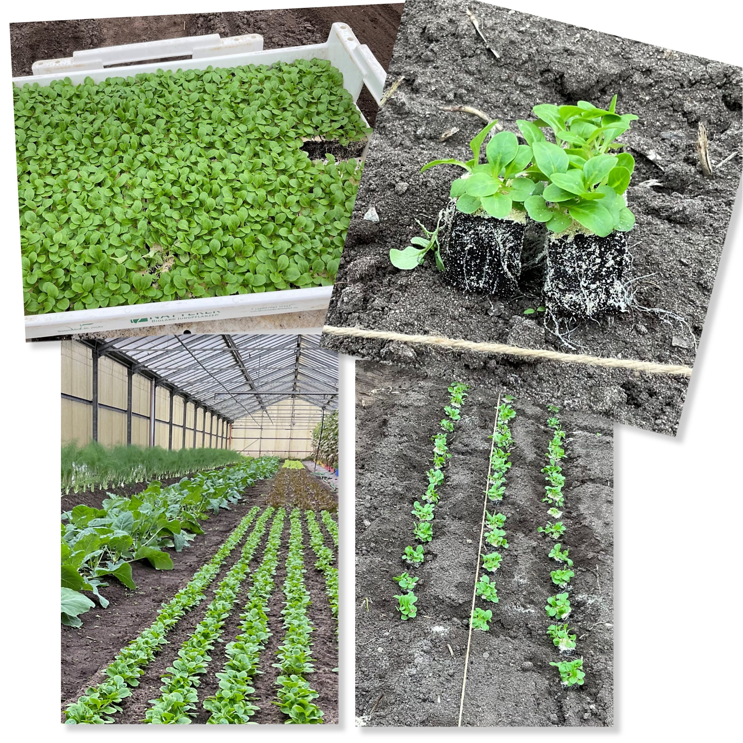 Mehr über den Artikel erfahren Vorarbeiten für Weihnachten!￼