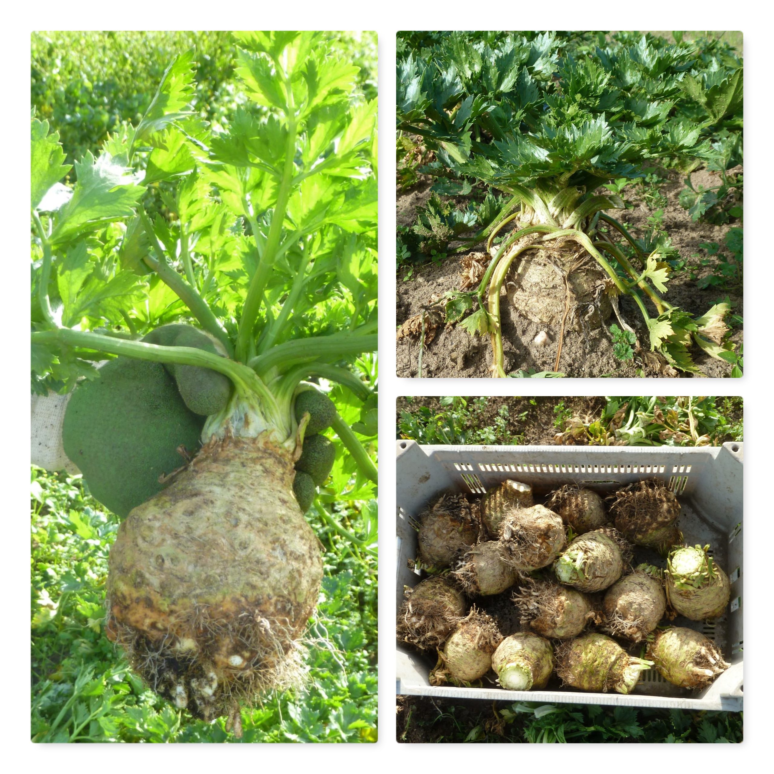 Mehr über den Artikel erfahren Dicke Knollen für den Winter