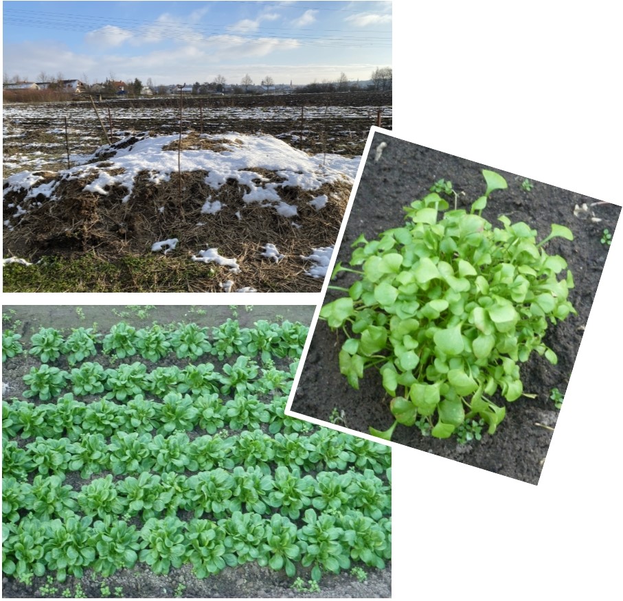 Mehr über den Artikel erfahren Winterimpressionen