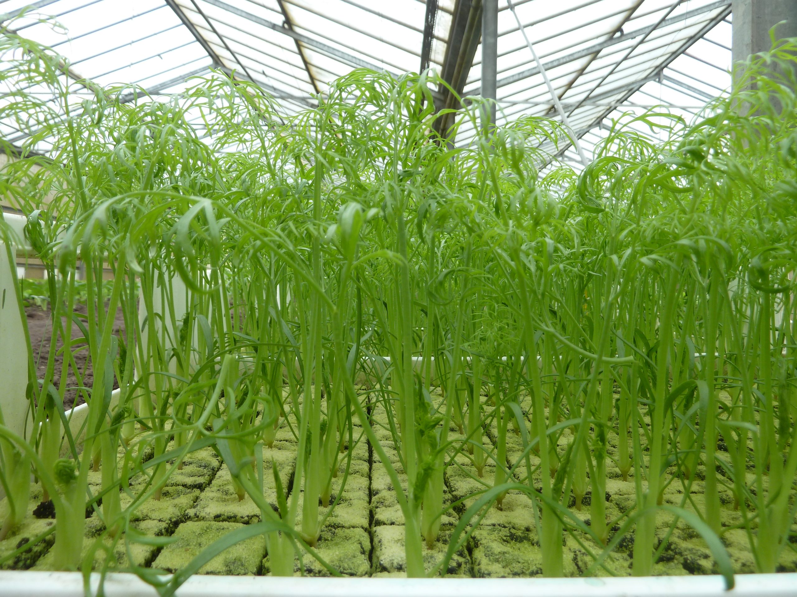 Mehr über den Artikel erfahren Einblicke ins Gewächshaus …