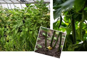 Mehr über den Artikel erfahren Sommer im Gewächshaus