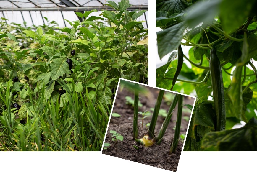 Mehr über den Artikel erfahren Sommer im Gewächshaus