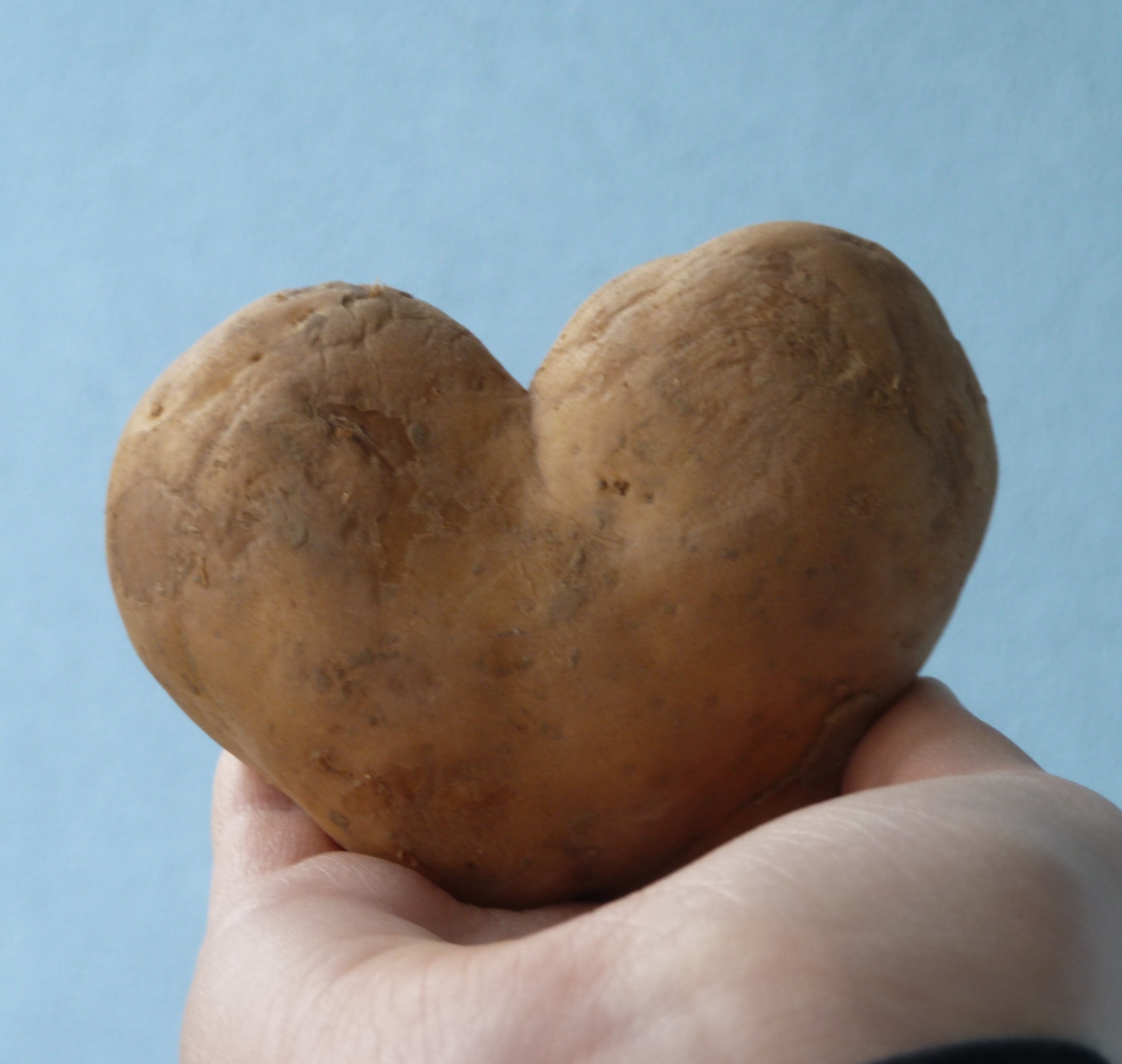 Mehr über den Artikel erfahren Saisonstart für die Kartoffeln