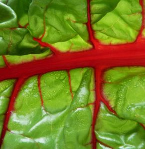 Mehr über den Artikel erfahren frisch – frischer – Solawi