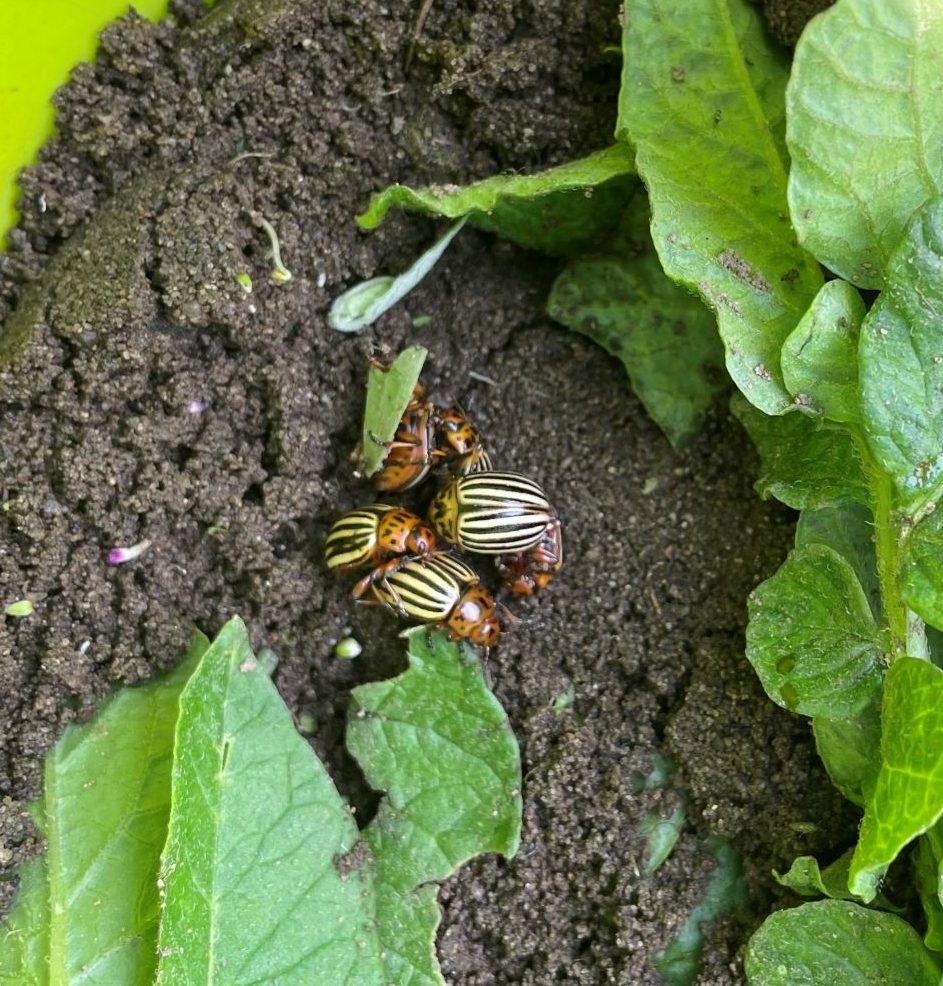 Mehr über den Artikel erfahren Der „Beetle Collector“ im Einsatz