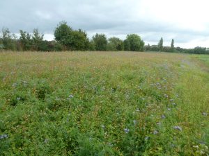 Mehr über den Artikel erfahren Herbstimpressionen von der Solawi